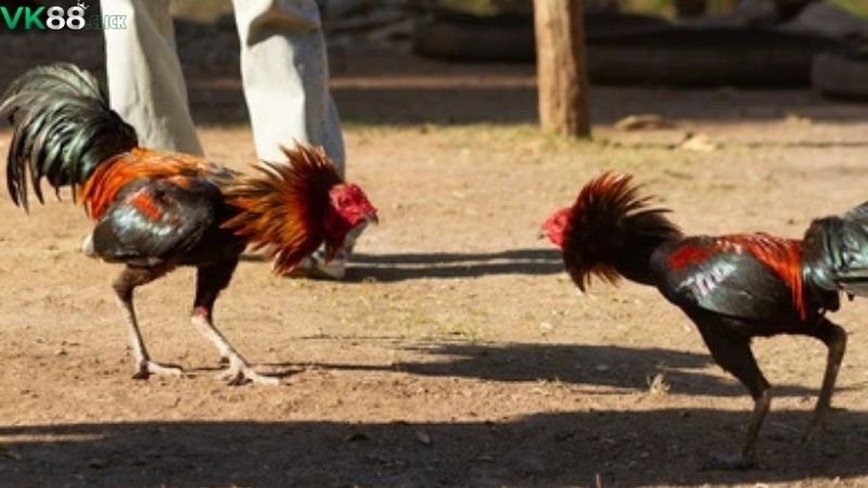 Đá Gà VK88 - Mãn Nhãn Trận Đấu Kịch Tính Nhất! 1 da-ga-vk88-trai-nghiem-ca-cuoc-dinh-cao-co-gi-dac-biet?