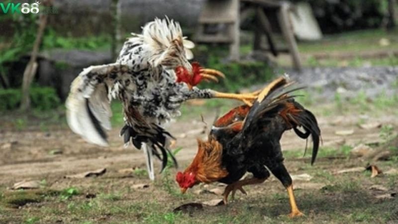 Đá Gà VK88 - Mãn Nhãn Trận Đấu Kịch Tính Nhất! 3 da-ga-vk88-bi-quyet-dat-cuoc-giup-ban-khong-bao-gio-thua